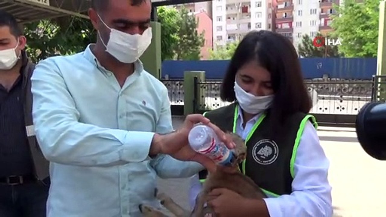 Bitkin halde bulunan yavru dağ keçisi tedavi altına alındı