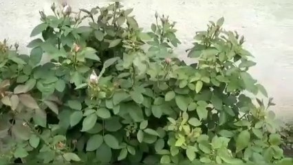 Light pink Village rose plant