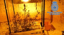 Amenaza de muerte a un policía con una catana y le descubren un cultivo de marihuana en una cueva