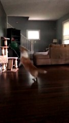 Corgi Boops Balloon to Keep It off the Ground