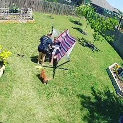 Man Sent Flying as Doggy Flips Hammock