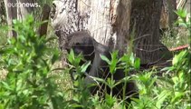 Les zoos anglais, au bord du gouffre financièrement, rouvrent leurs portes