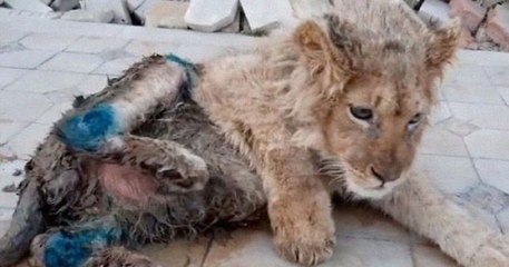Torturé et battu pour poser avec des touristes, ce lionceau a été sauvé de justesse par une association