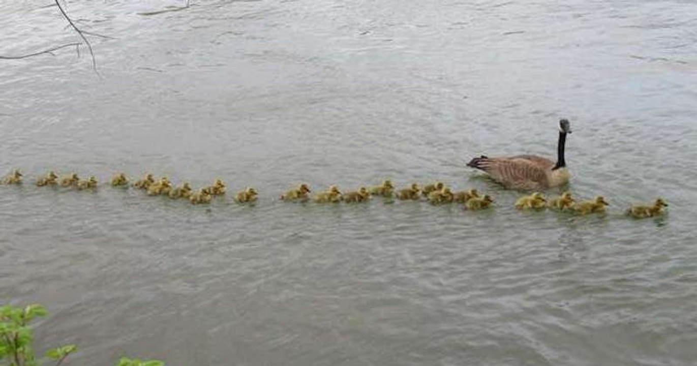 Au Canada, une oie s'est occupée d'une très grande famille de 47 petits oisons