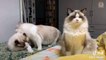 Tik Tok Pets ✪ Funny & Cute Pets Video Compilation #1