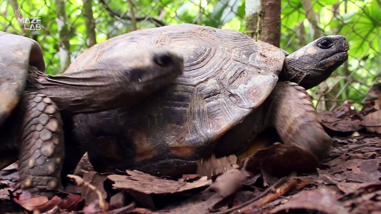 First Dinosaurs Laid Soft-Shelled Eggs Like Turtles