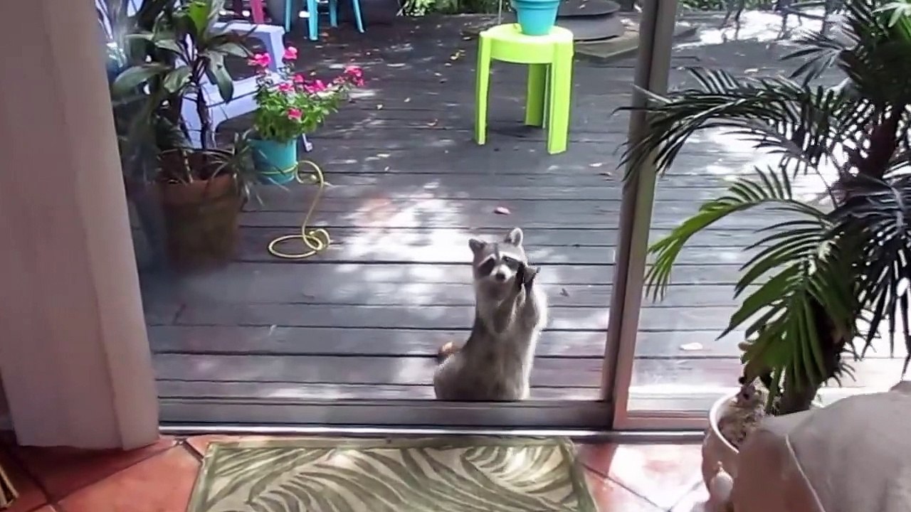 Insolite : ce raton laveur vient frapper à la porte