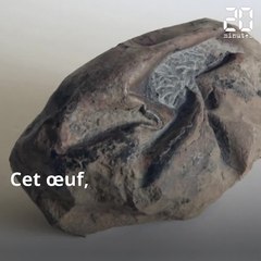 Antarctique: Le plus vieil oeuf découvert a été pondu par un énorme reptile marin