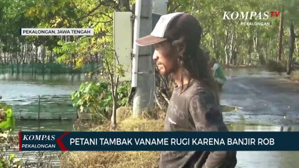 Petani Tambak Vaname Rugi Karena Banjir Rob