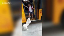 Dog sends off and picks up five-year-old girl from school bus