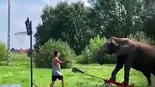 Play basketball with the elephant