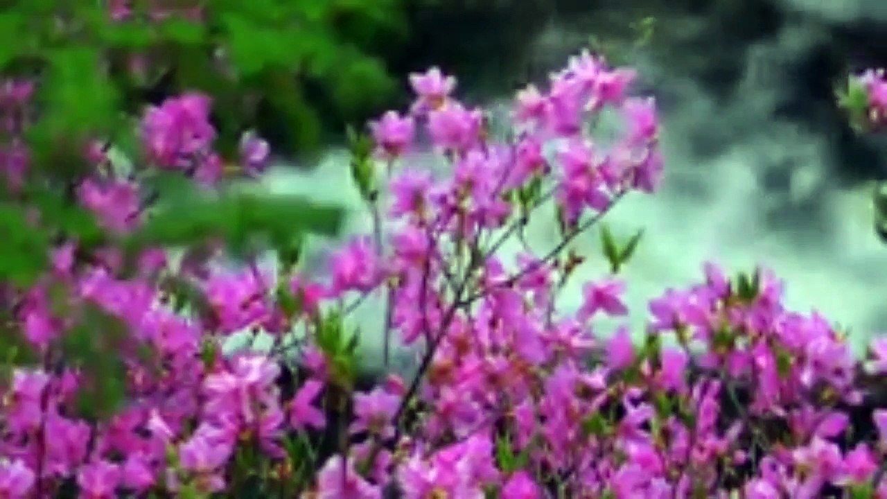 আল্লামা হাবিবুল্লাহ মিছবাহ সাহেব রাহিঃ এর অমূল্য বাণী