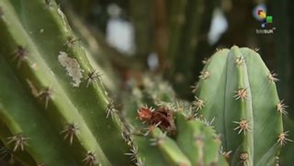 Conexión Digital:  Lucha contra la Desertificación y la Sequía