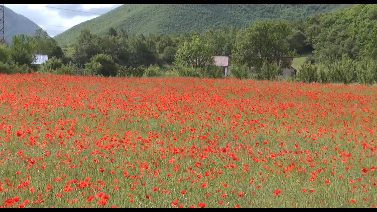 Ora News - Lulëkuqja ‘mbi” grurë, lulja mbulon parcelat në Bulqizë, ul prodhimin e drithit
