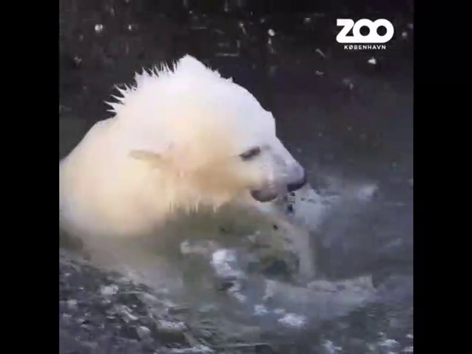 コペンハーゲン動物園のイヌヴィクの近況(Jun02_2020)
