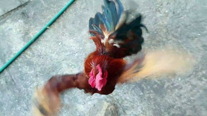 Chicken Defends Its Favorite Rock
