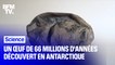 Un œuf de 66 millions d'années découvert en Antarctique