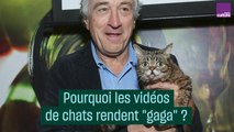 Pourquoi les vidéos de chats rendent 