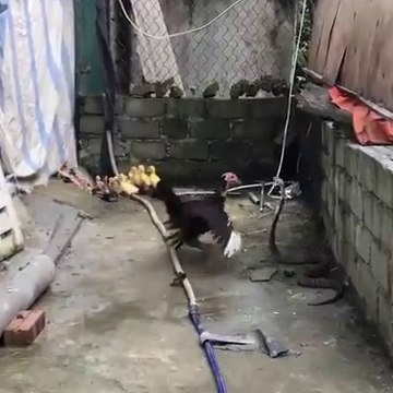 %E0%A6%AE%E0%A6%BE%E0%A6%AF%E0%Aমায়ের ভালোবাসা এমনই হয়, স্বার্থ ছাড়া ভালোবাসা, নিজের জীবনের বিনিময়ে হলেও সন্তানকে রক্ষা করবে। ❤