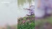 King cobra chases small snake through pond before catching and swallowing it on bank