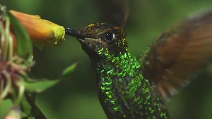 Hummingbirds Can See Colors Invisible to Humans, Study Finds