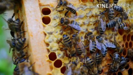 RealityofNature, Reality of life, motivation video for all