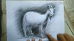 How to draw goat | Charcoal pencil Shading | step by step | For beginners