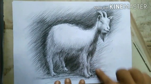 How to draw goat | Charcoal pencil Shading | step by step | For beginners