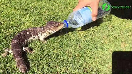 Ce lézard assoiffé demande à boire à un touriste