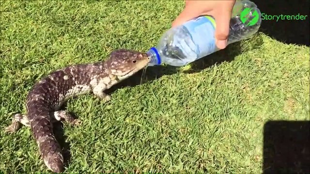 Ce lézard assoiffé demande à boire à un touriste
