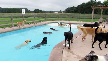 Pool party pour chiens... Eux aussi ont le droit de s'amuser
