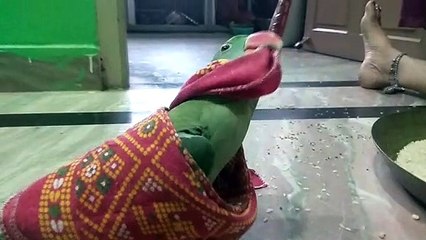 My baby parrot try to escape from blanket
