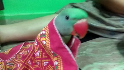 Parrot is using blanket soo cool