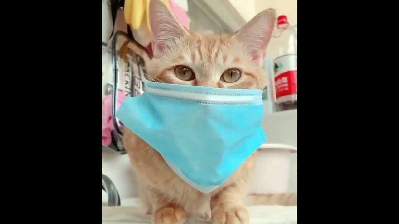 Funny Videos  Try Not To Laugh or Grin While Watching Funny Animals Compilation 720p....ALL IN ONE @