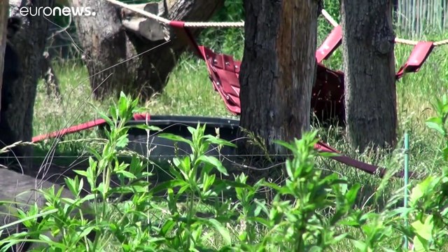 Британские зоопарки после карантина