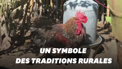 Le coq Maurice de l'île d'Oléron, symbole de la ruralité, est mort