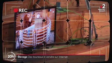 Élevage : des taureaux mis en vente aux enchères sur internet
