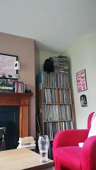 Un chat qui tombe.. impossible ? Regardez !