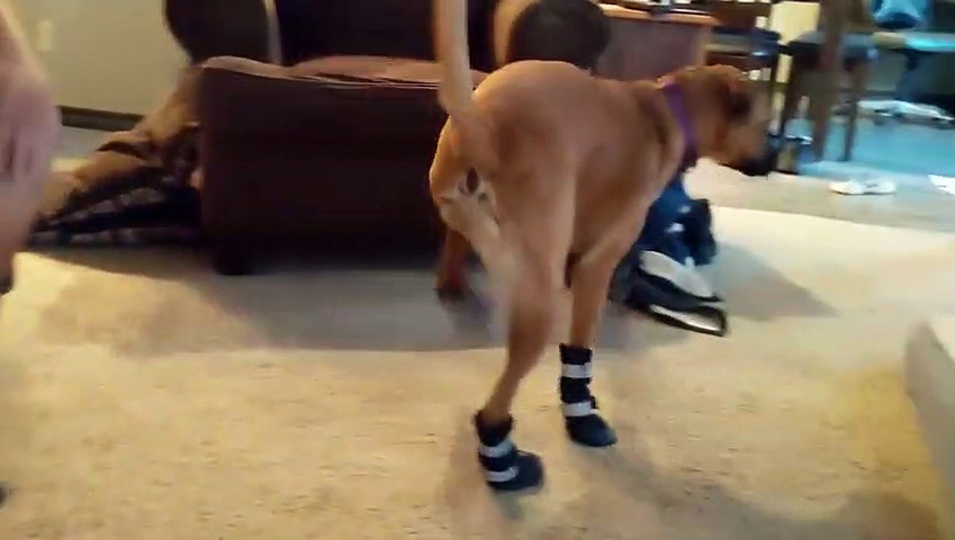 Chaussettes au pieds ce chien n'arrive plus à marcher normalement ! - Vidéo  Dailymotion