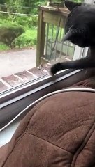 Download Video: Ce chat veut attraper un lézard.. à travers la fenêtre !