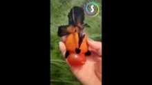 اغرب اشكال الأسماك