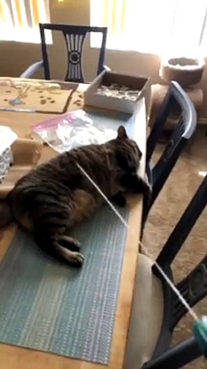 Tuckered Out Kitty Ignores Water Spray