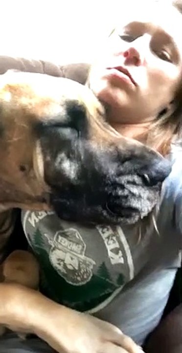 Duke the Great Dane Demands Snuggles