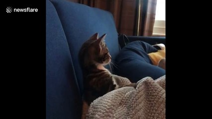 Kitten in UK likes watching television
