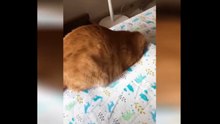 Gatos  graciosos