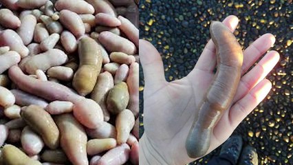 Comunidad Naturaltube Boris Pizarro Pesca en Kayak