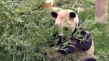 Giant Panda -Saihin&Rauhin-☆