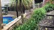 New Zealand dad creates funny backyard zoo experience for daughter's birthday