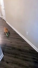 Smart Kitty Knows When to Stop