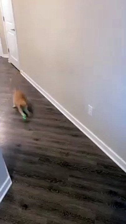 Smart Kitty Knows When to Stop